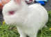 Female bunny