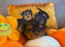 Beautiful small Yorkshire Terrier 2girls Pedigree