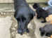 Labrador pups