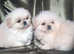 3 beautiful Pekingese pups from the best show lines