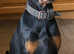 Doberman bitch