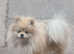 Pomeranian girl