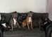 Blue boerboel cross female