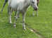 Cremello pony