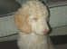 Standard poodle boy pup