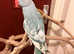Gorgeous and rare baby pied blue Indian ringnick