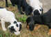 Cockerjacks ready to go now 3 left 1 black girl 2 black and white boys