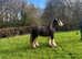 Blagsdon cob.