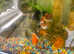 FREE X4 fish with tank just in need of new pump