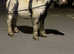Ride & drive cob gelding Billy