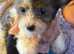 Chinese crested x chihuahua puppies. JUST 3 left now