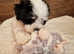Amazing Havanese KC