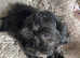 F1 very loving maltipoos, one girl left, ready now