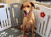 Beautiful Fox Red KC Labrador Retrievers