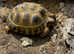 lovely horsefield tortoise looking for new home