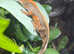 Gecko