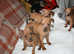 Incredibly beautiful Miniature Pinschers