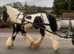 15.1h Irish cob mare