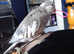 Hand tame whiteface male cockatiel for sale
