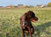 8 month old female family dog lab x collie