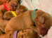 Red F1b Cavapoos ready end of may