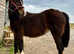 Beautiful Cob Filly to make 13.2+