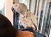 Fully hand raised African gray parrot