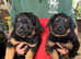 For sale Rottweiler puppies
