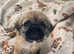2x Pugzu's left