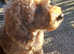 Pra clear F2B toy cavapoo female