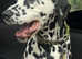 Dalmation puppies looking for new homes