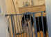 Lovely rough collie boy 8/9 years old
