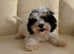 Stunning boy cavapoo for sale