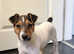 Jack Russell