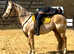 Palomino reg AQH gelding full up 15.2hh