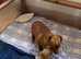 Miniature Jack Russell puppies