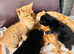Kittens for sale