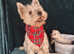 West hightland pups