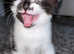Female white and black kitten