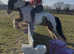 12.2 cob gelding