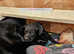 READY TO LEAVE KC registered Labrador Puppies 3 adorable chunky Black boy left