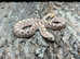 Hognose Snakes - Selection at Birmingham Reptiles
