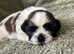 Male shih tzu puppy for sale ready to go 19th may