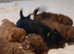 Lhasapoo 2 little boys left (REDUCED)