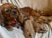 Cavapoo Boy & girl