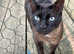 Bengal cross savannah cats