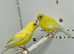 Beautiful pair of Razza canaries for sale