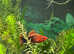 Red and black Tuxedo Male Platy