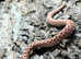 Red Toffeebelly Western Hognose at Birmingham Reptiles