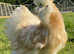 Silkie X Pekin Bantum pre order